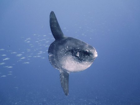 Mola-Mola