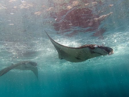 Manta ray. Manta point, Nusa Penida