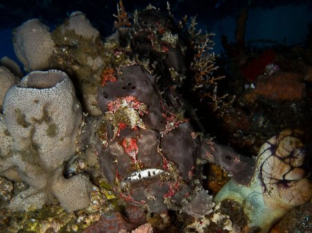 Frogfish (Antennarius commersoni). Padang Bay, Bali