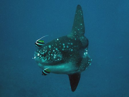 Ocean sunfish (Mola mola). Crystal Bay, Nusa Penida