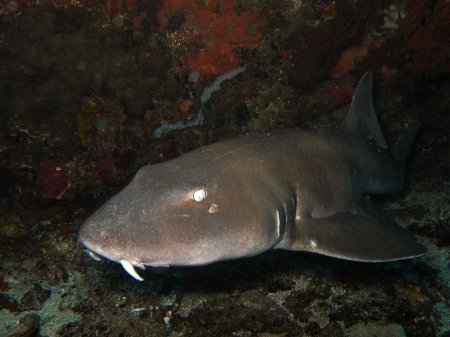 Nurse shark. Manta point, Nusa Penida
