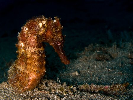 Seahorse. Padang Bay, Bali
