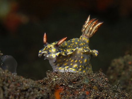 Nudibrunch (Hypselodoris infucata). Tulamben, Bali