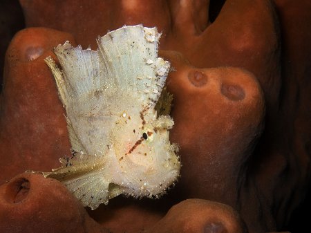 Leaf scorpionfish (Taenianotus triacanthus). Tulamben, Bali