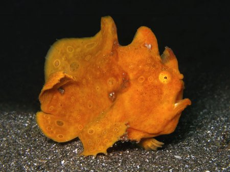 Frogfish (Antennarius pictus). Padang Bay, Bali