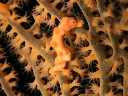Pygmy sea horse (Hippocampus denise). Tulamben, Bali