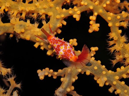 Sea snail (Primovula rosewateri). Tulamben, Bali
