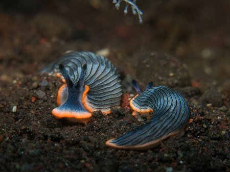 Nudibrunch (Dermatobranchus sp.). Tulamben, Bali