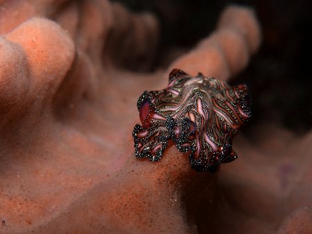 Flatworm (Pseudobiceros bedfordi). Tulamben, Bali