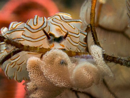 Nudibrunch (Doto Greenamyeri). Tulamben, Bali