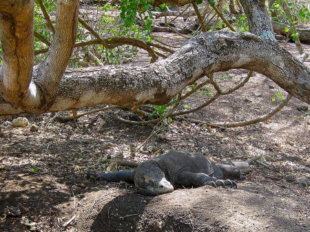 National park. Komodo